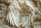 Kate Nouveau-né Portrait Ailes d'ange Mur/Sol Toile de fond conçue par Emetselch - Kate Backdrop FR