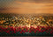 Kate Saint Valentin Bokeh Roses Lumières Toile de fond conçue par Mini MakeBelieve - Kate Backdrop FR