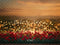 Kate Saint Valentin Bokeh Roses Lumières Toile de fond conçue par Mini MakeBelieve - Kate Backdrop FR