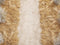 Kate Bohème Rustique Champ de Foin Sol Toile de fond conçue par Mini MakeBelieve - Kate Backdrop FR