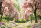 PROMO Kate Printemps Fleur de cerisier Chemin Toile de fond conçue par Emetselch - Kate Backdrop FR
