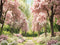 PROMO Kate Printemps Fleur de cerisier Chemin Toile de fond conçue par Emetselch - Kate Backdrop FR