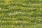 Kate Pâques Œuf Vert Prairie Sol Toile de fond conçue par Emetselch - Kate Backdrop FR