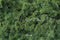 Kate Mousse Herbe Vert Sol Toile de fond conçue par Mini MakeBelieve - Kate Backdrop FR