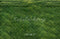 Kate Pelouse Herbe Vert Sol Toile de fond conçue par Emetselch - Kate Backdrop FR