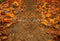 Kate Automne Tournesols Chemin Sol Toile de fond conçue par Emetselch - Kate Backdrop FR