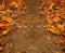 Kate Automne Tournesols Chemin Sol Toile de fond conçue par Emetselch - Kate Backdrop FR