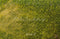 Kate Vert Herbe Prairie Sol Toile de fond conçue par Emetselch - Kate Backdrop FR