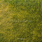 Kate Vert Herbe Prairie Sol Toile de fond conçue par Emetselch - Kate Backdrop FR