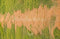 Kate Automne Herbe verte Chemin Sol Toile de fond conçue par Emetselch - Kate Backdrop FR