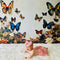 Kate Papillons Fleurs Jardin Mur Blanc Toile de fond conçue par Emetselch - Kate Backdrop FR