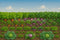 Kate Ferme Potager Légume Vert Toile de fond conçue par Megan Leigh - Kate Backdrop FR