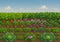 Kate Ferme Potager Légume Vert Toile de fond conçue par Megan Leigh - Kate Backdrop FR