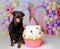 Kate Anniversaire Bonbon Gâteau Ballon Toile de fond conçue par Patty Roberts - Kate Backdrop FR
