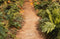 Kate Prairie Chemin Herbe Sol Toile de fond conçue par Emetselch - Kate Backdrop FR