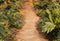 Kate Prairie Chemin Herbe Sol Toile de fond conçue par Emetselch - Kate Backdrop FR