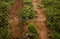 Kate Forêt Chemin Herbe verte Sol Toile de fond conçue par Emetselch - Kate Backdrop FR
