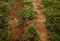Kate Forêt Chemin Herbe verte Sol Toile de fond conçue par Emetselch - Kate Backdrop FR