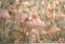 Kate Maison Champignon Rose Fée Fleur Toile de fond conçu par Ashley Paul - Kate Backdrop FR