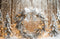 Kate Noël Neige Forêt Lumières Toile de fond conçue par Emetselch