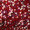Kate Fleurs Roses Rouge & Rose Toile de fond conçue par Mini MakeBelieve - Kate Backdrop FR