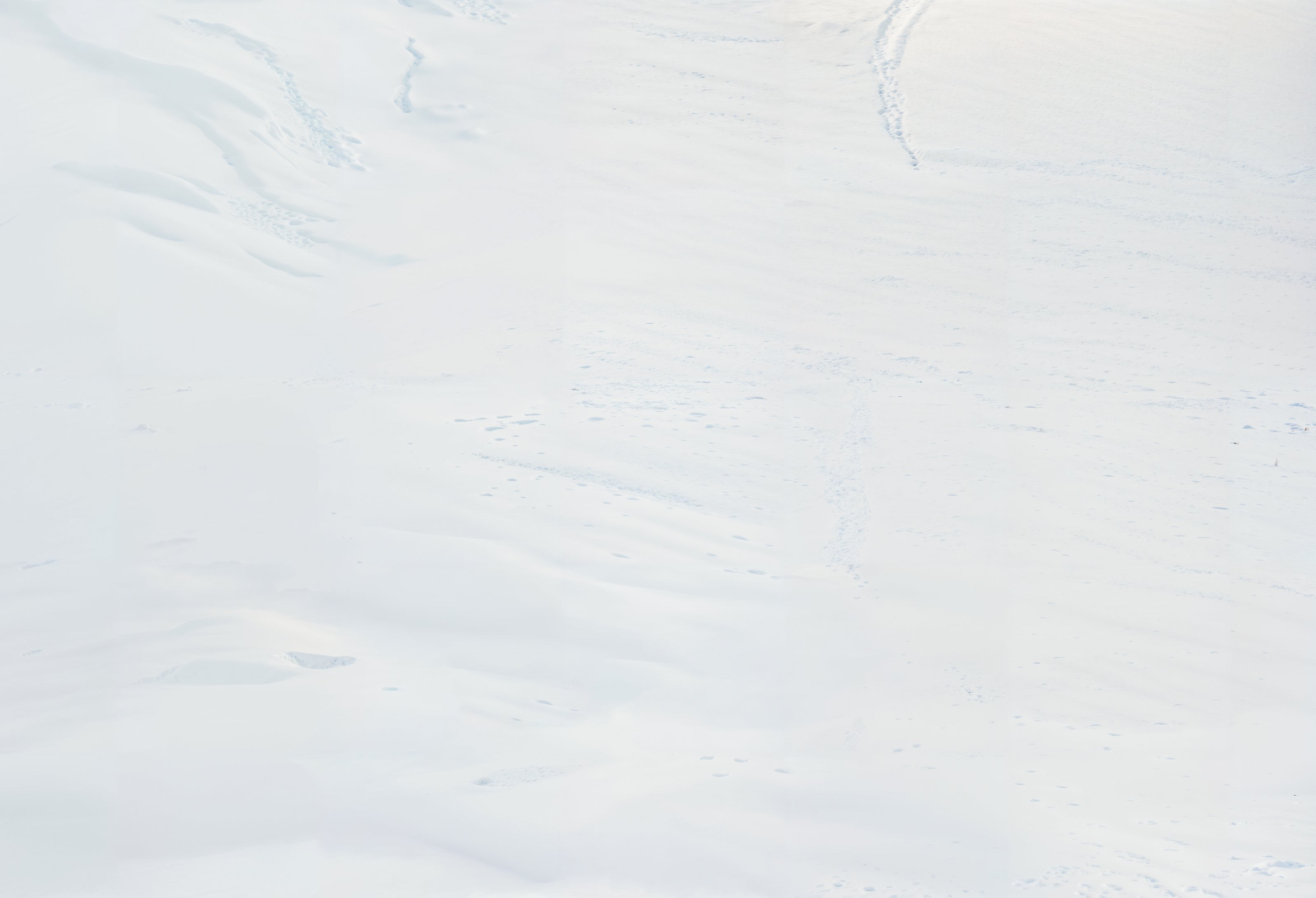 Kate Hiver Neige Blanc Sol Fond en Vinyle - Kate Backdrop FR