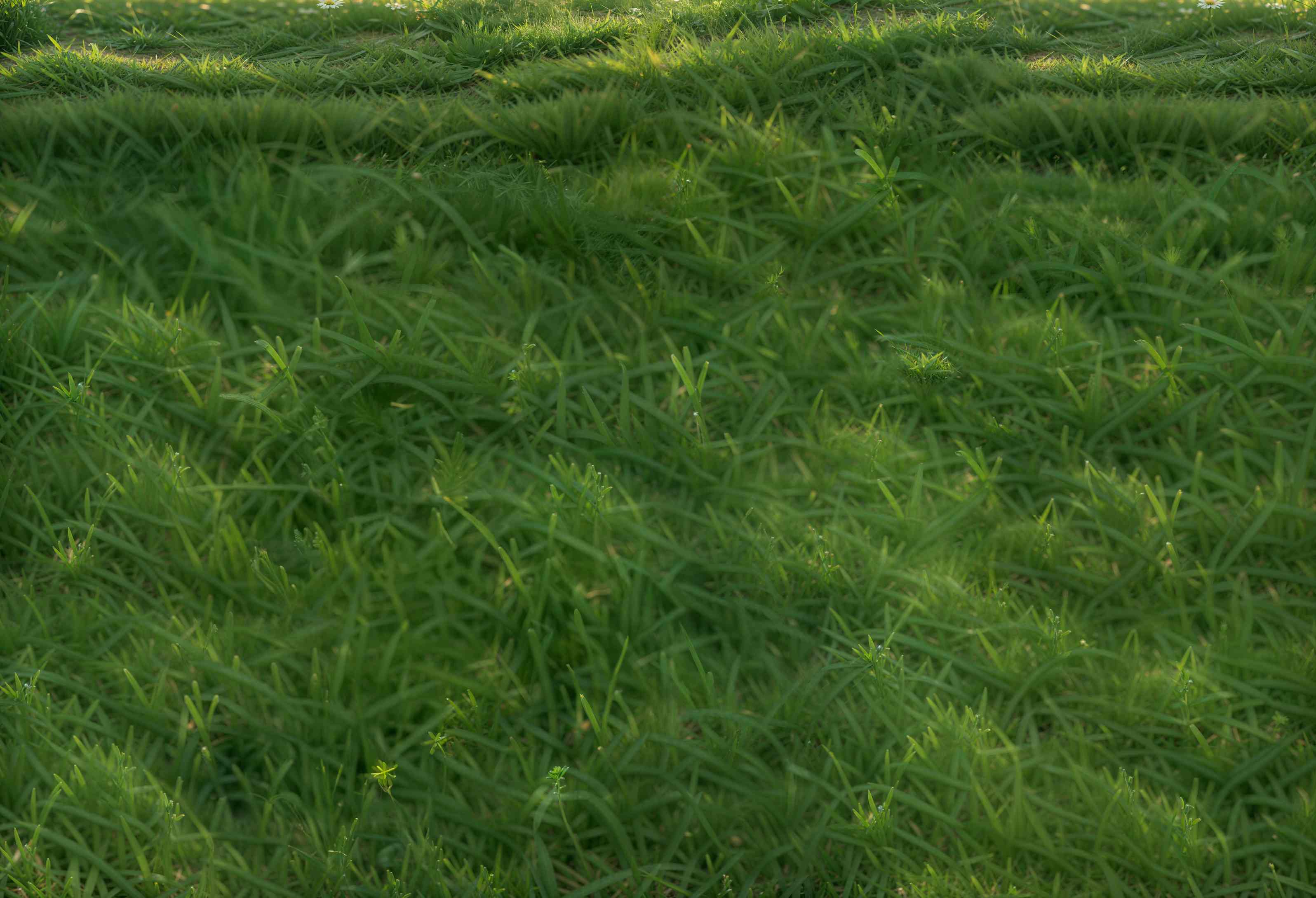 Kate Pelouse Herbe Vert Sol Fond en Vinyle - Kate Backdrop FR