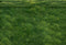Kate Pelouse Herbe Vert Sol Fond en Vinyle - Kate Backdrop FR