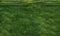 Kate Pelouse Herbe Vert Sol Fond en Vinyle - Kate Backdrop FR