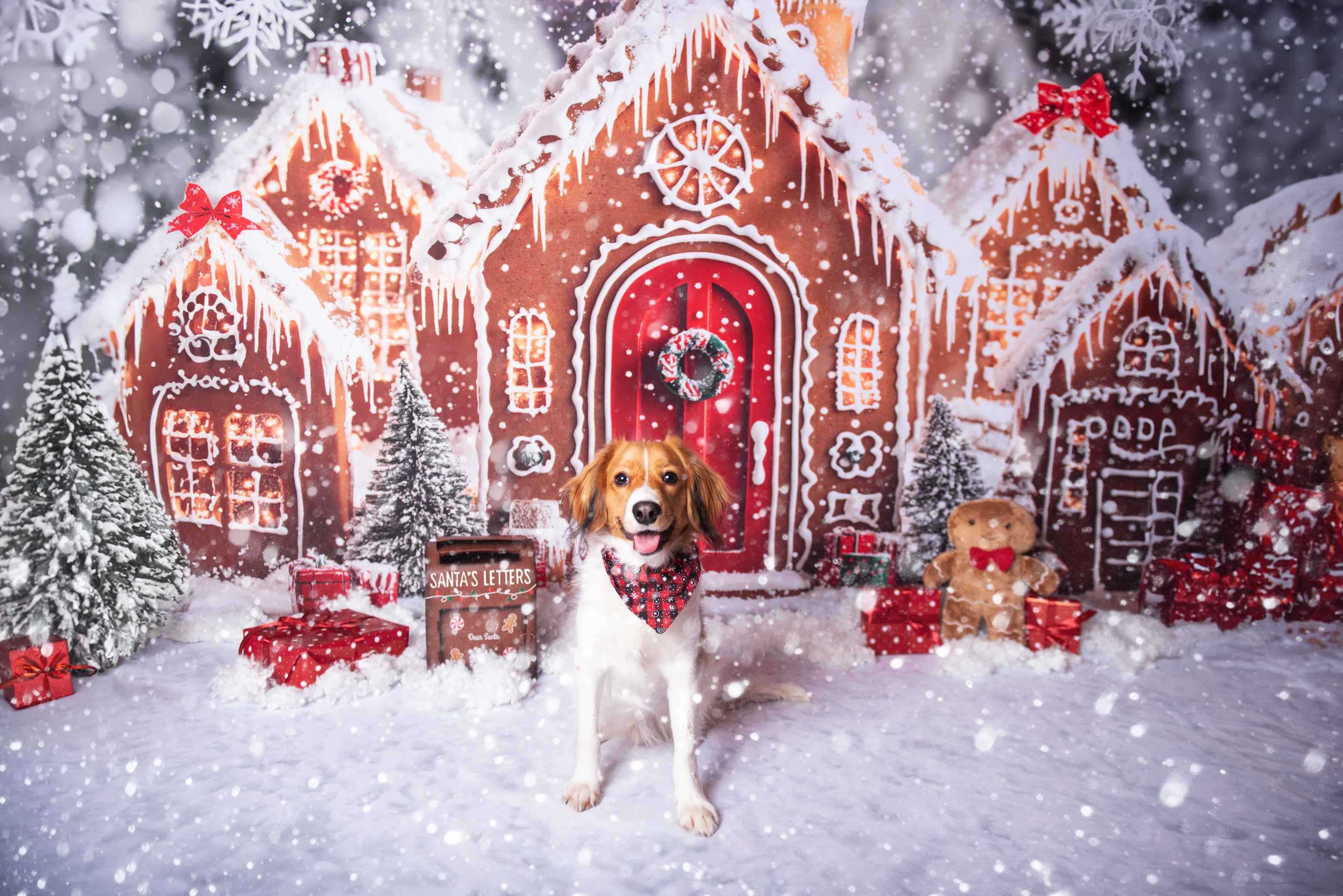 Kate Noël Maisons en pain d'épice Neige Toile de fond+Hiver Blanc Neige Sol Toile de fond - Kate Backdrop FR