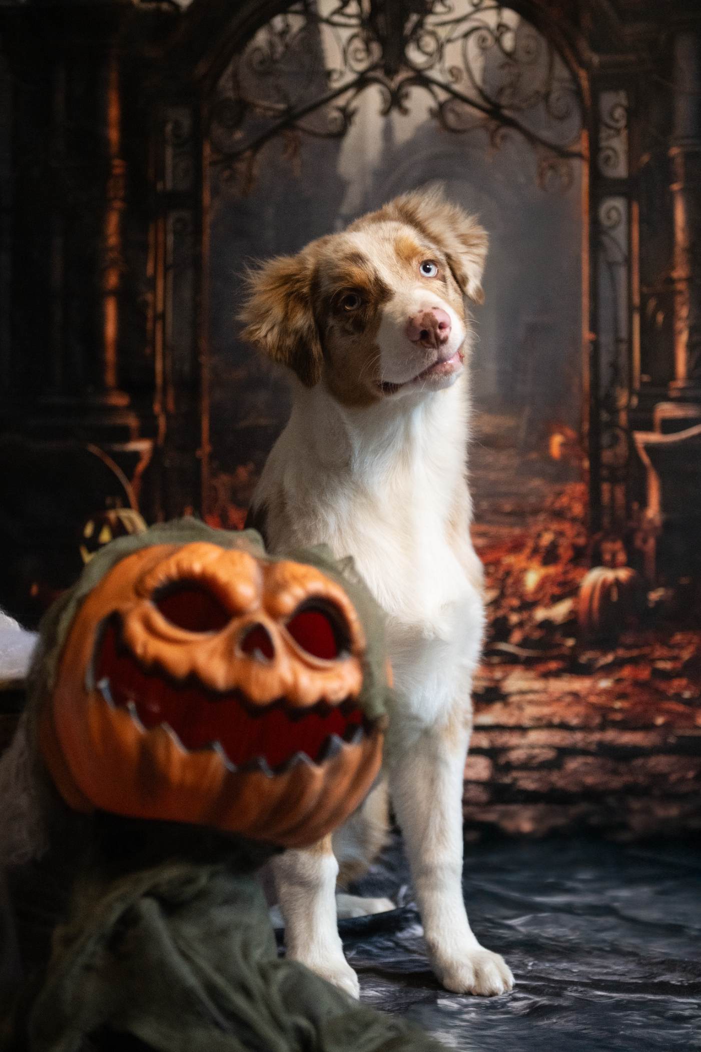 Kate Halloween Chemin Porte Citrouille Toile de fond conçue par Chain Photographie - Kate Backdrop FR