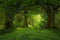 Kate Vert Forêt Fantastique Brumeux Toile de fond pour la photographie - Kate Backdrop FR