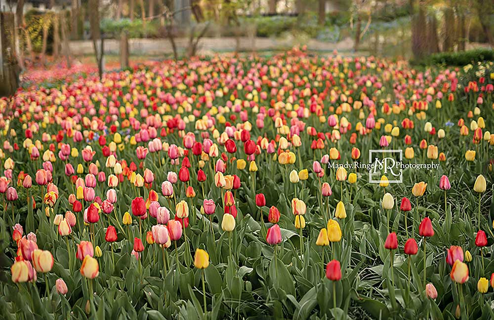 Kate Champ de tulipes Printemps Fleurs Toile de fond conçue par Mandy Ringe