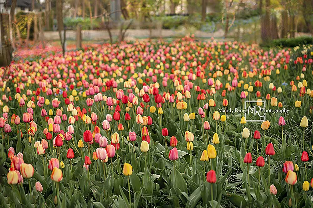 Kate Champ de tulipes Printemps Fleurs Toile de fond conçue par Mandy Ringe