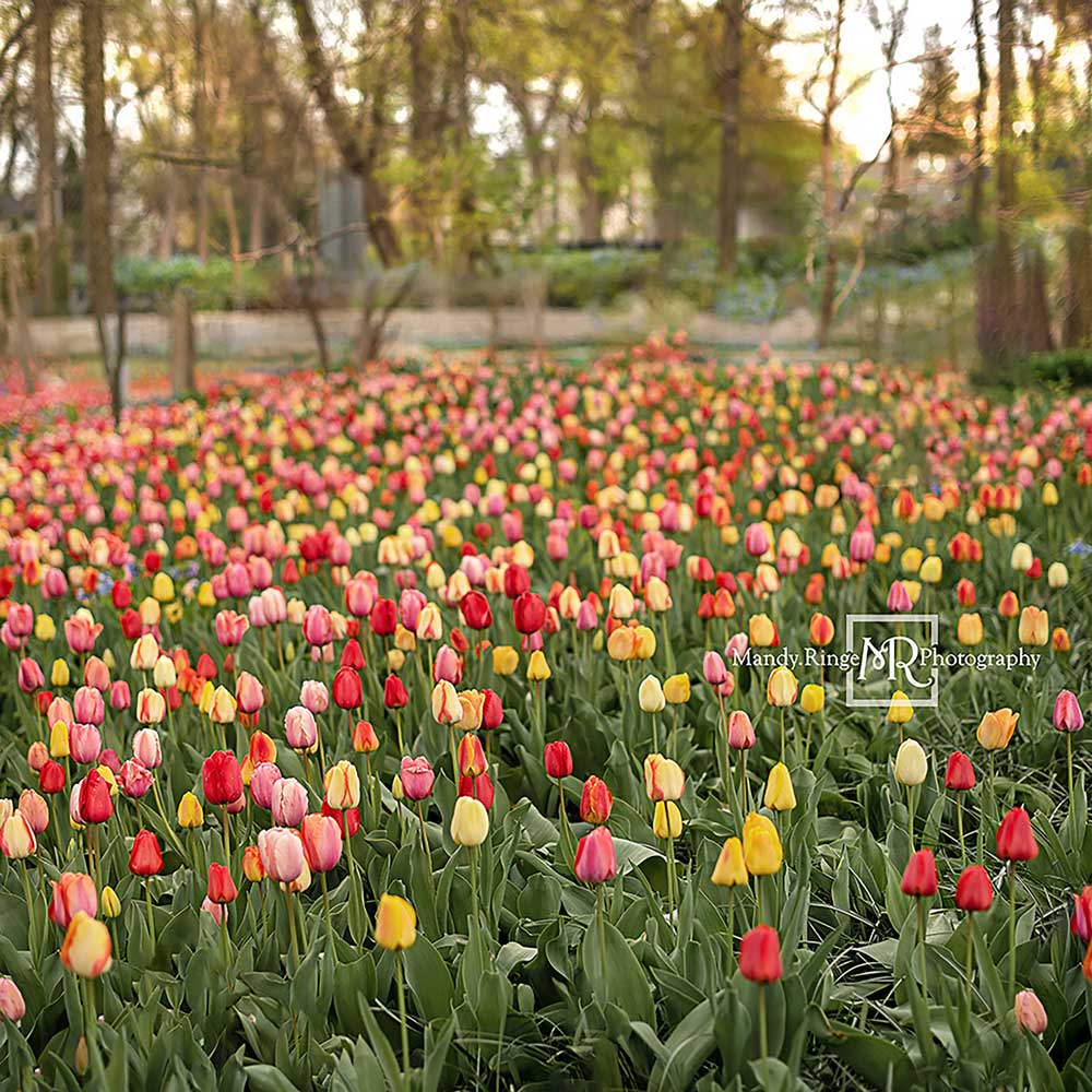 Kate Champ de tulipes Printemps Fleurs Toile de fond conçue par Mandy Ringe