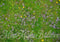 Kate Vert Prairie Fleurs Tapis de sol en Caoutchouc conçue par Mini MakeBelieve - Kate Backdrop FR