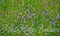Kate Vert Prairie Fleurs Tapis de sol en Caoutchouc conçue par Mini MakeBelieve - Kate Backdrop FR