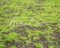 Kate Vert clair Mousse Jardin Tapis de sol en Caoutchouc conçue par Michele Ernst - Kate Backdrop FR