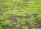 Kate Vert clair Mousse Jardin Tapis de sol en Caoutchouc conçue par Michele Ernst - Kate Backdrop FR
