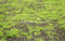 Kate Vert clair Mousse Jardin Tapis de sol en Caoutchouc conçue par Michele Ernst - Kate Backdrop FR