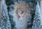 Kate Sapin de Noël Porte Neige Toile de fond conçue par Mini MakeBelieve - Kate Backdrop FR