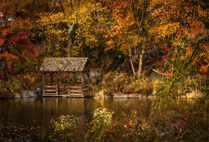 Kate Automne Lac Forêt Jaune Toile de fond pour la photographie