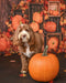 Kate Halloween Citrouille Automne Mur en bois Toile de fond conçu par Emetselch - Kate Backdrop FR
