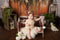 Katebackdrop£ºKate Vintage Memories backdrop designed by Arica Kirby