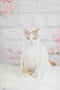Katebackdrop鎷㈡綖Kate Valentine Flower Brick Backdrop for Photography
