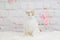 Katebackdrop鎷㈡綖Kate Valentine Flower Brick Backdrop for Photography