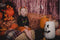Katebackdrop£ºKate Halloween Fall Pumpkin Grass Pile Farm Backdrop Photography