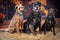 Katebackdrop£ºKate Autumn's Walk Backdrop for Fall Designed By Rose Abbas