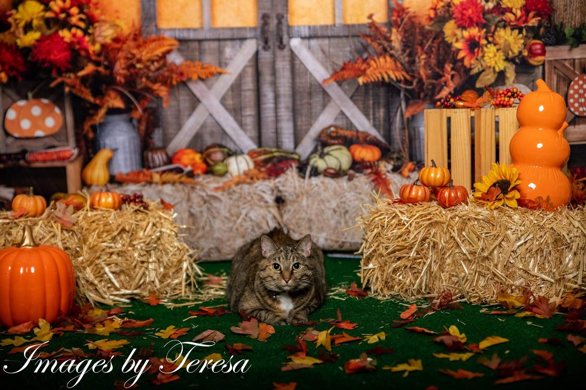 Katebackdrop£ºKate Autumn Leaves with Pumpkins Thanksgiving Backdrop