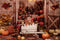 Kate Mini Serre de citrouille Halloween Automne Toile de fond conçue par Arica Kirby - Kate Backdrop FR